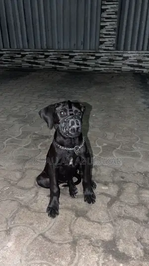 3-6 months Female Purebred Boerboel