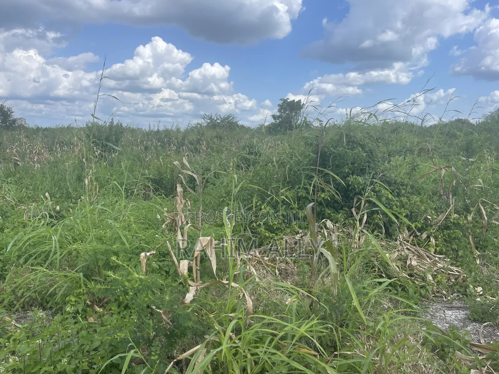 Shamba Linauzwa Kiwangwa Bago Lenye Hati Miliki