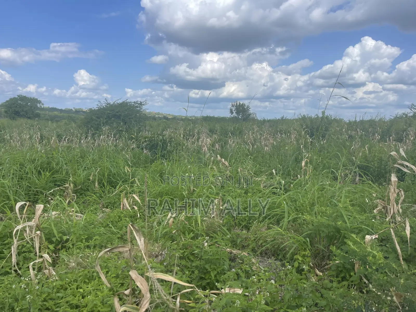 Shamba Linauzwa Kiwangwa Bago Lenye Hati Miliki
