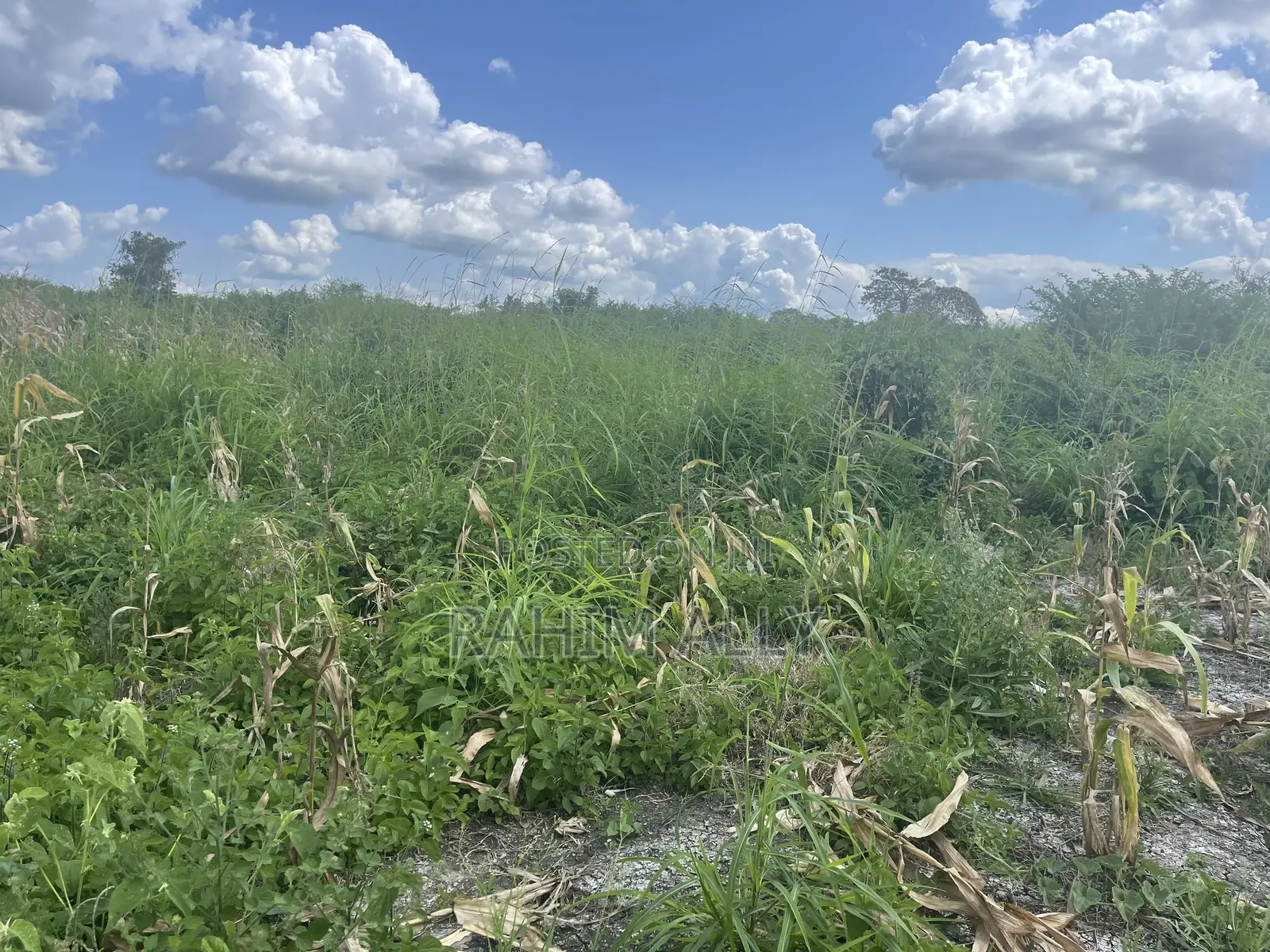 Shamba Linauzwa Kiwangwa Bago Lenye Hati Miliki