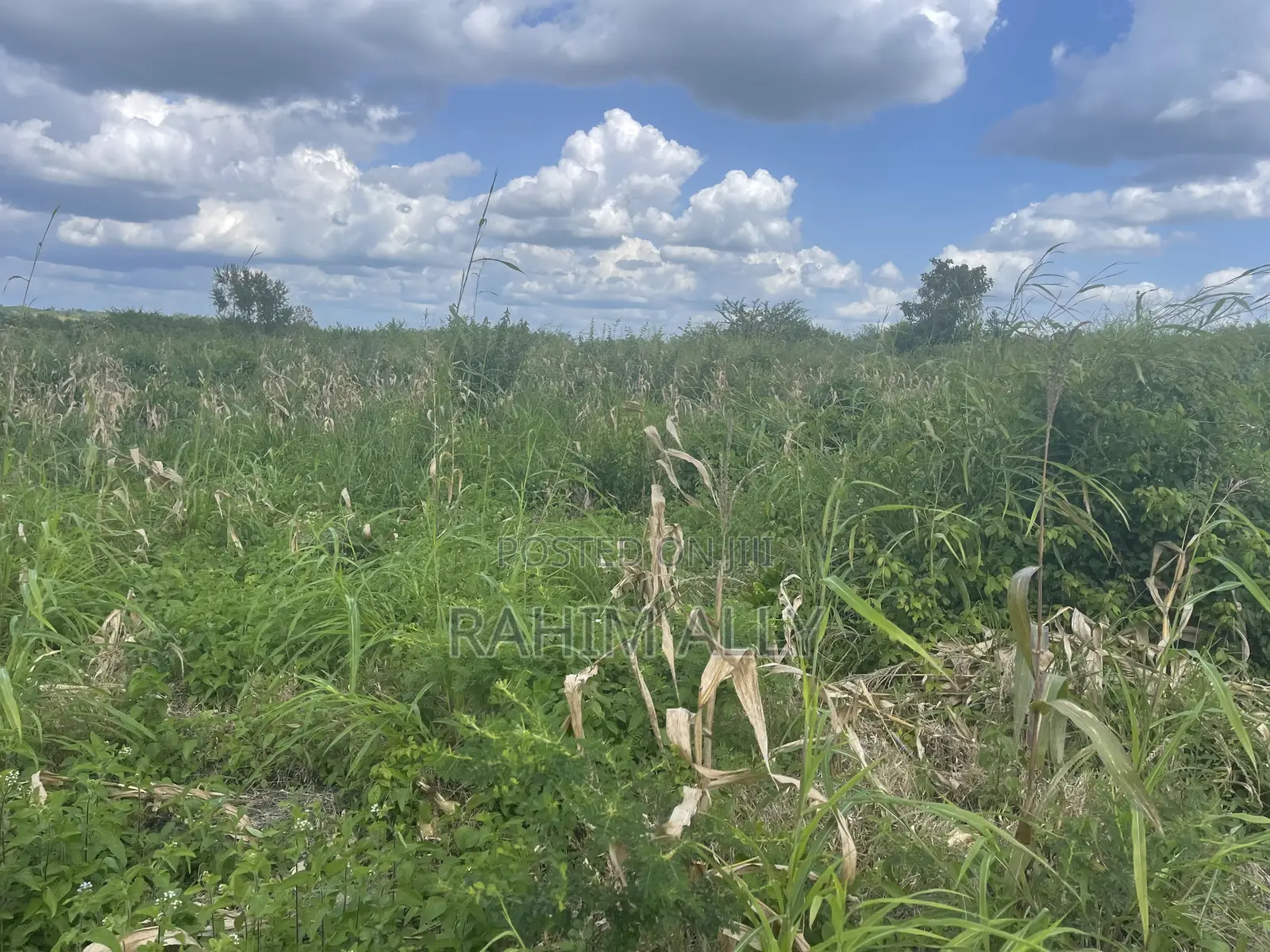Shamba Linauzwa Kiwangwa Bago Lenye Hati Miliki