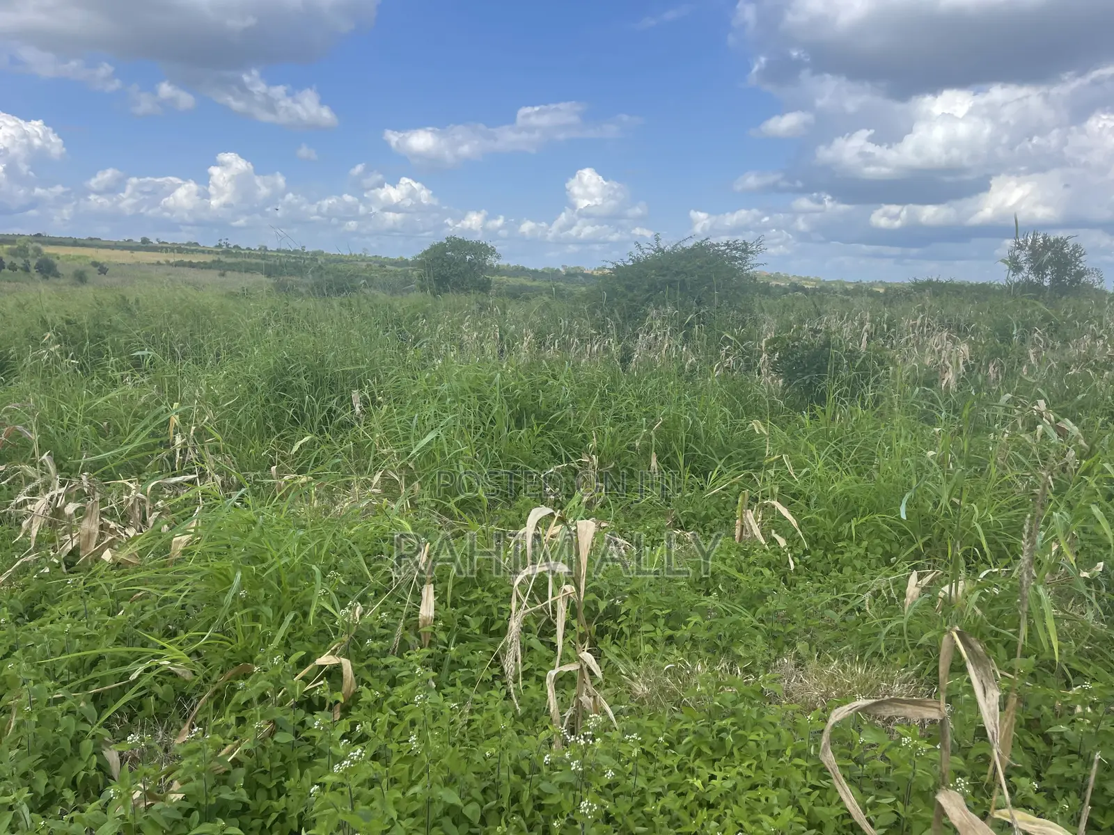 Shamba Linauzwa Kiwangwa Bago Lenye Hati Miliki