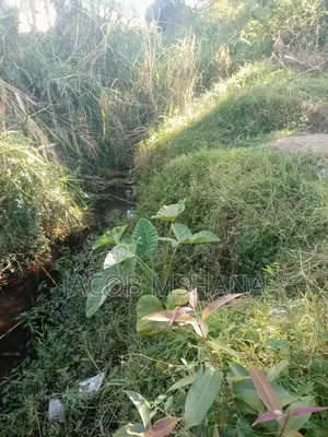 Ekari 62 Zipo Ifunda