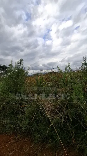 Plot 4 Gold Mine at Chunya Hector 7 Investment Area