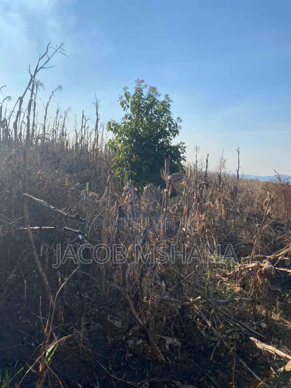 Shamba Linauzwa Lipo Wilaya Ya Kilolo
