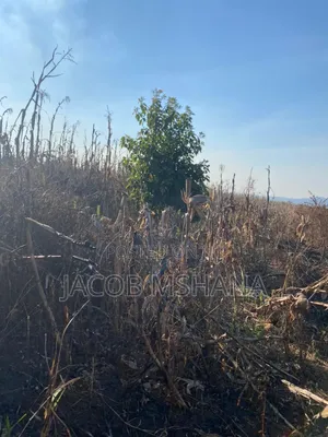 Shamba Linauzwa Lipo Wilaya Ya Kilolo