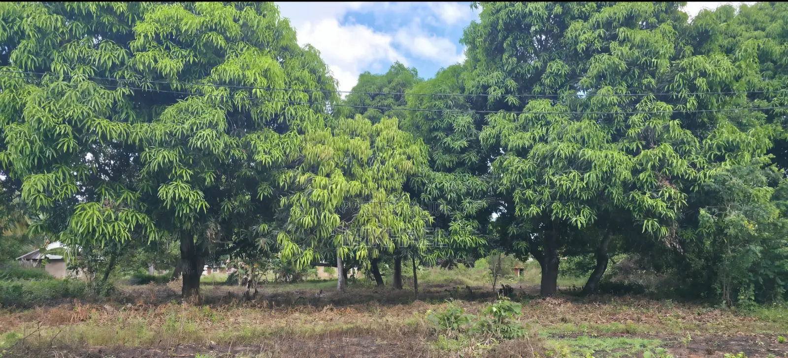 Kiwanja Msijute 1.2 Acres