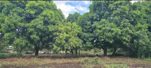 Kiwanja Msijute 1.2 Acres