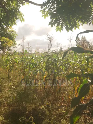 6200 SQMS Plot for Sale at Njiro