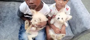 1-3 months Female Mixed Breed Maltese