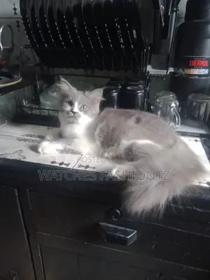 1-3 months Male Purebred Turkish Angora