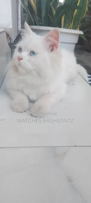6-12 months Female Purebred Persian