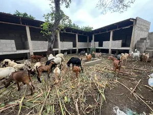 Eneo La Uwekezaji 1 Acre Linauzwa Kibada Shangwe