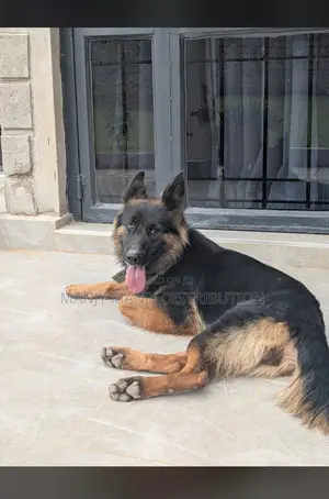 1+ year Male Purebred German Shepherd
