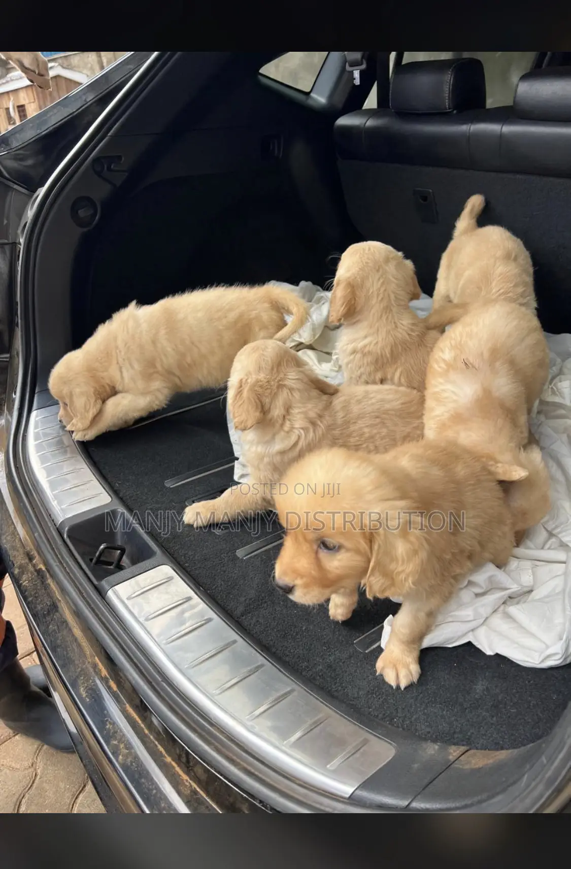 0-1 month Female Purebred Golden Retriever
