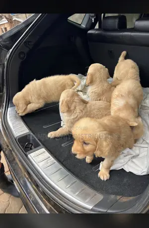 0-1 month Female Purebred Golden Retriever