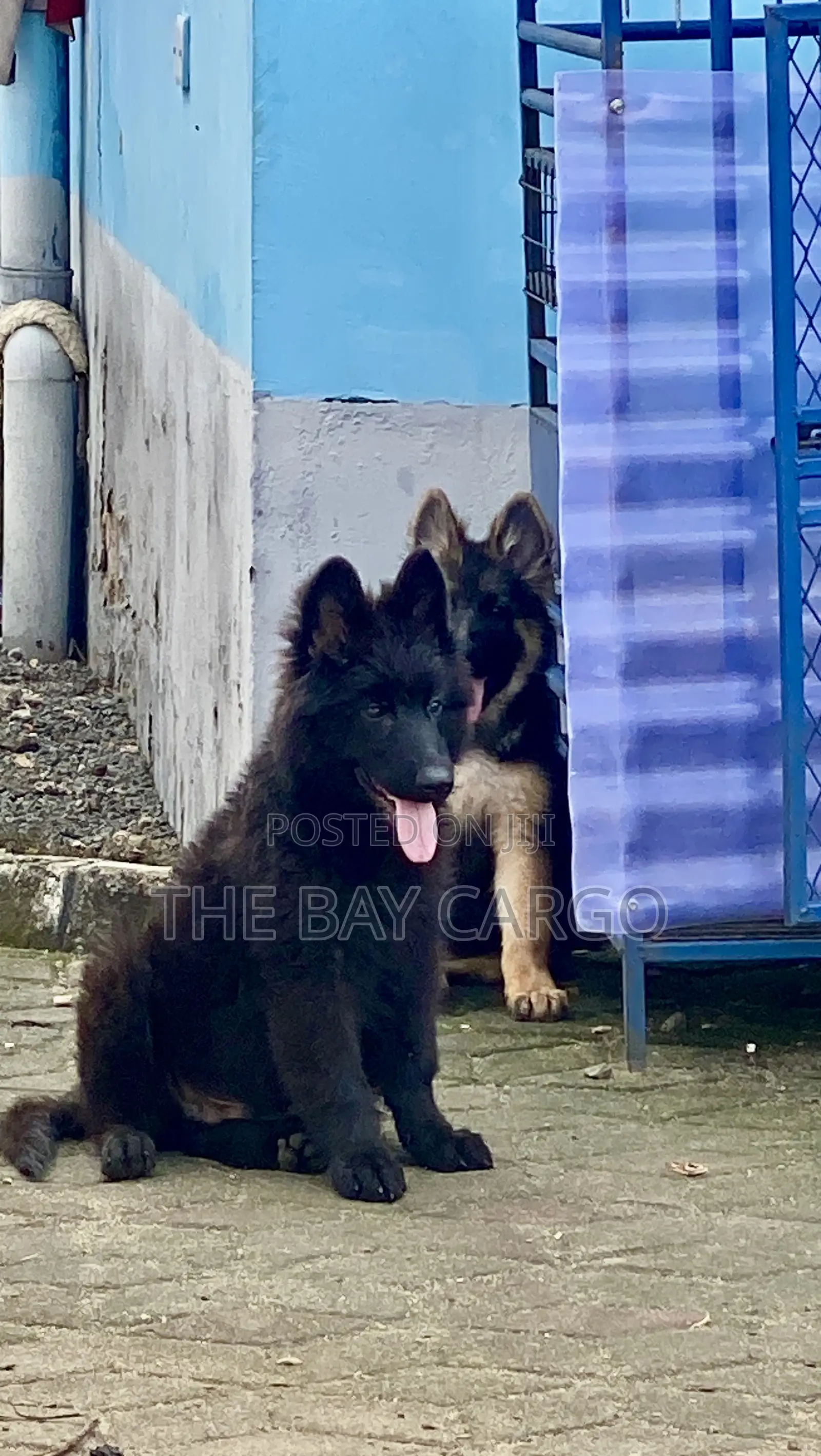 1-3 months Male Purebred German Shepherd