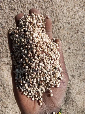White Sorghum (Mtama Mweupe)