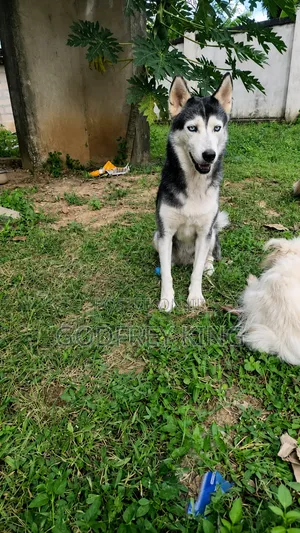 1+ year Female Purebred Siberian Husky