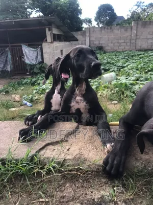 3-6 months Female Purebred Great Dane