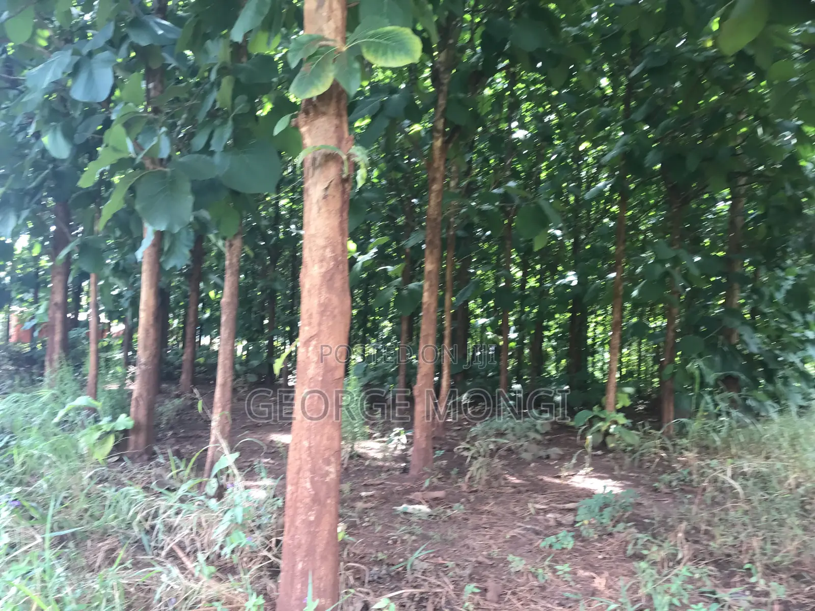 Shamba La Miti Ya Mitiki Eka 7.5 Million 200.