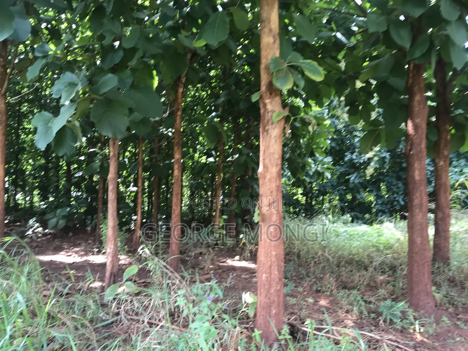 Shamba La Miti Ya Mitiki Eka 7.5 Million 200.