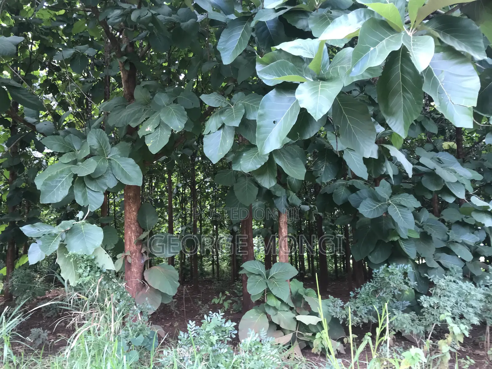 Shamba La Miti Ya Mitiki Eka 7.5 Million 200.