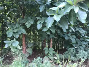Shamba La Miti Ya Mitiki Eka 7.5 Million 200.