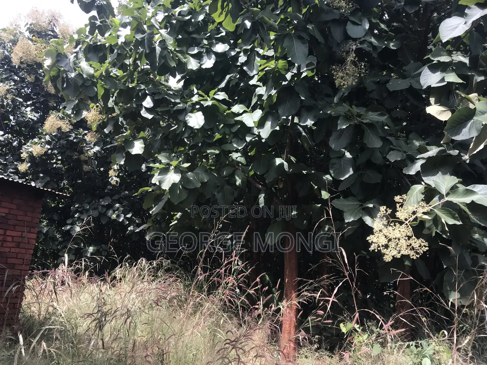 Shamba La Miti Ya Mitiki Eka 7.5 Million 200.