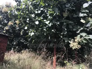Shamba La Miti Ya Mitiki Eka 7.5 Million 200.