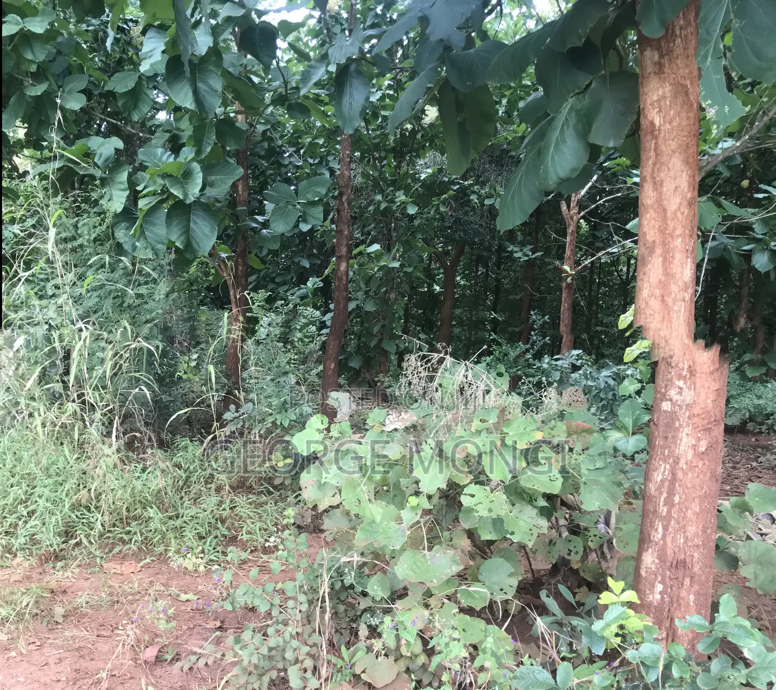 Shamba La Miti Ya Mitiki Eka 7.5 Million 200.
