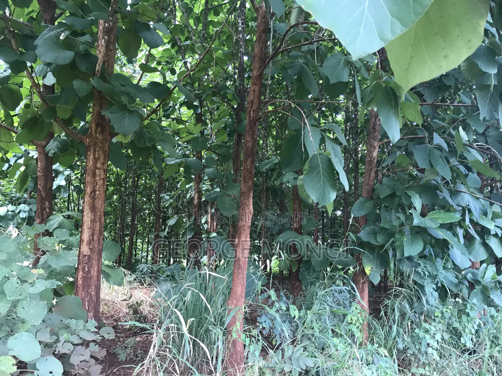 Shamba La Miti Ya Mitiki Eka 7.5 Million 200.