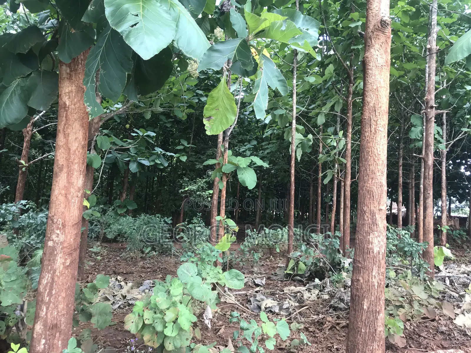 Shamba La Miti Ya Mitiki Eka 7.5 Million 200.