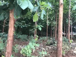 Shamba La Miti Ya Mitiki Eka 7.5 Million 200.