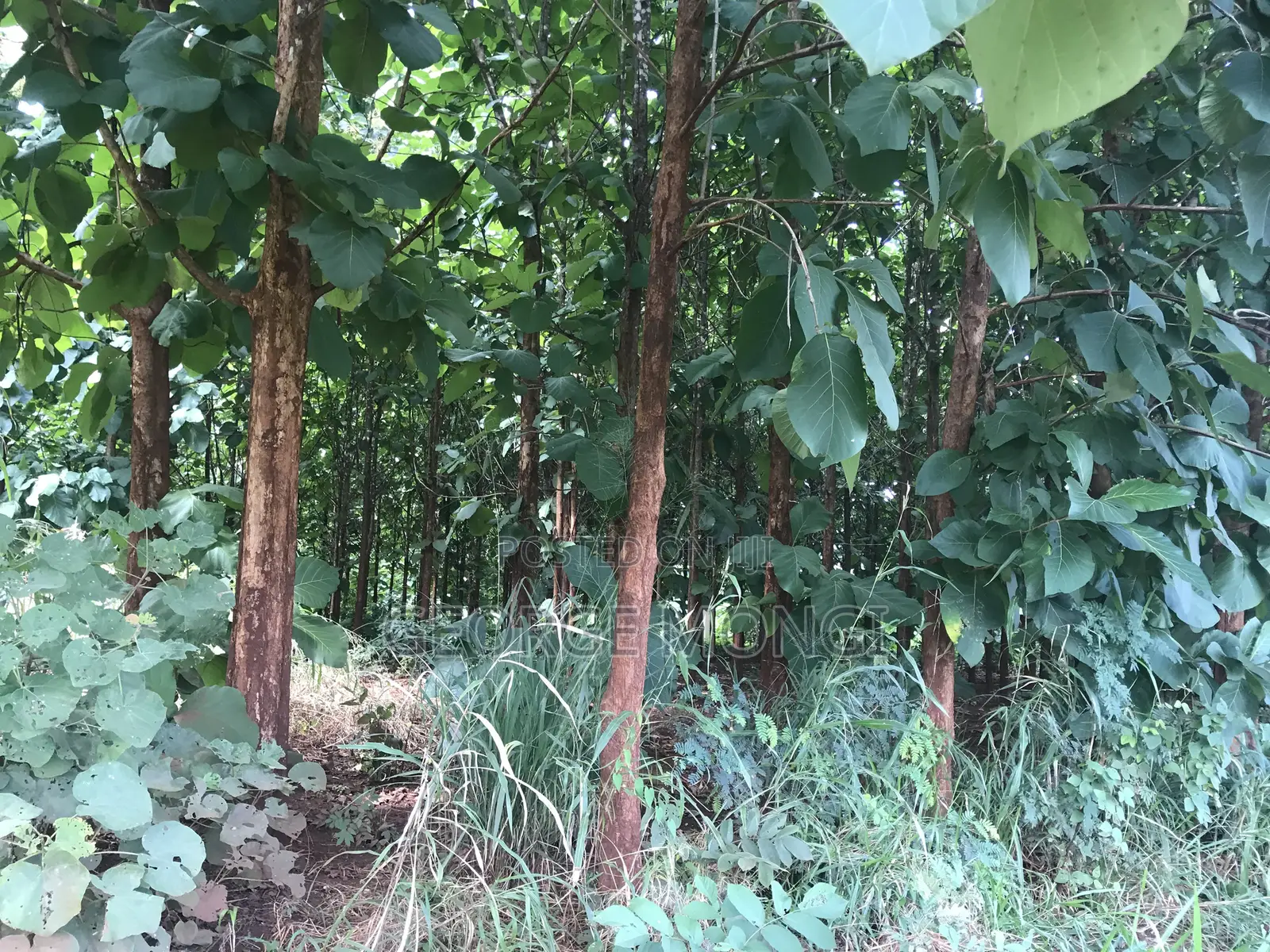 Shamba La Miti Ya Mitiki Eka 7.5 Million 200.