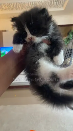 1-3 months Female Purebred Persian