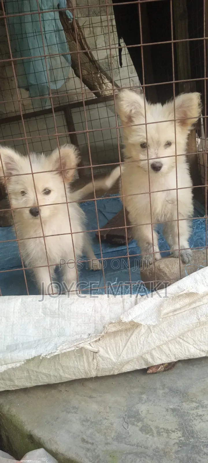 1-3 months Female Mixed Breed Maltese