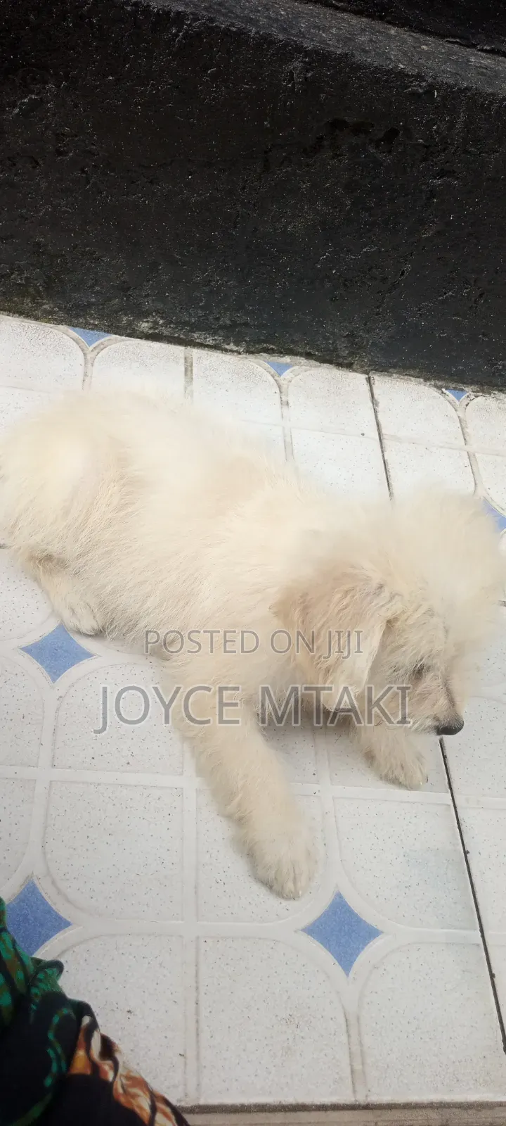 1-3 months Female Mixed Breed Maltese