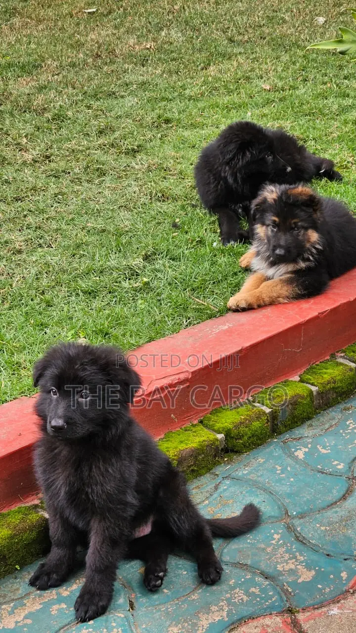 1-3 months Male Purebred German Shepherd