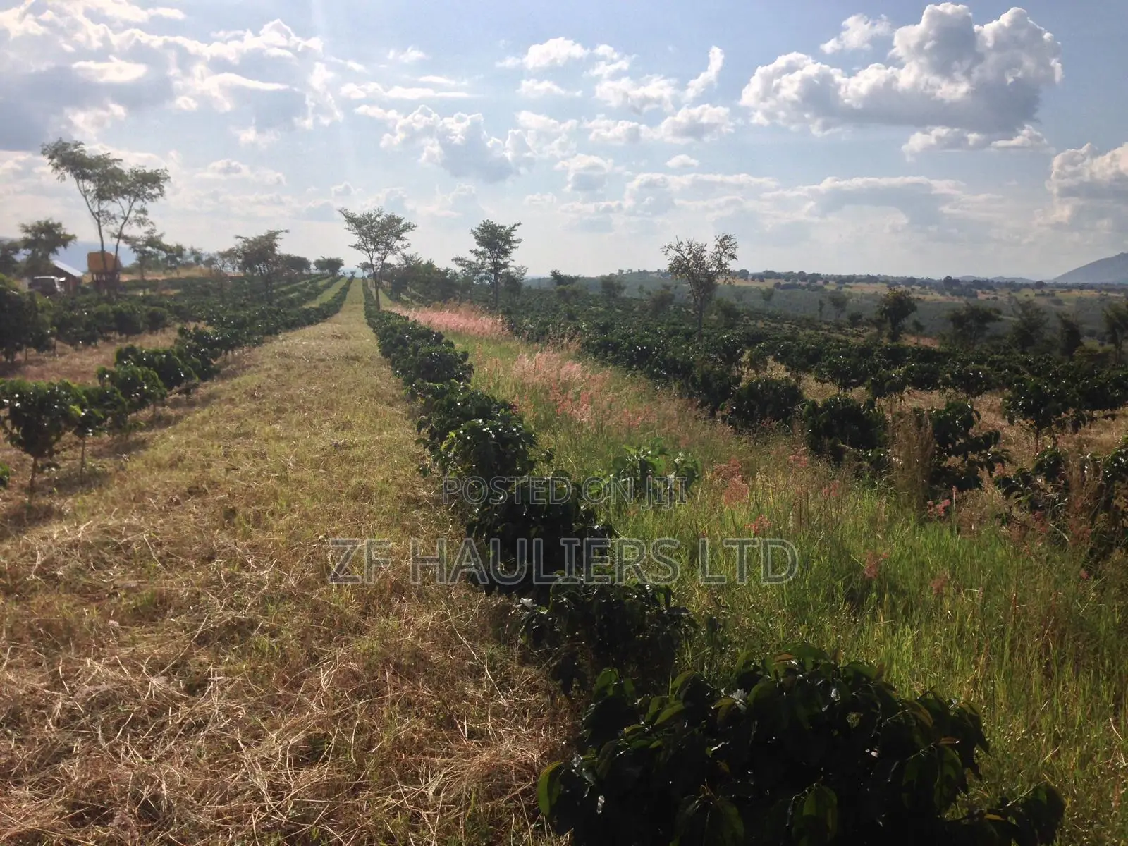 Farm for Sale