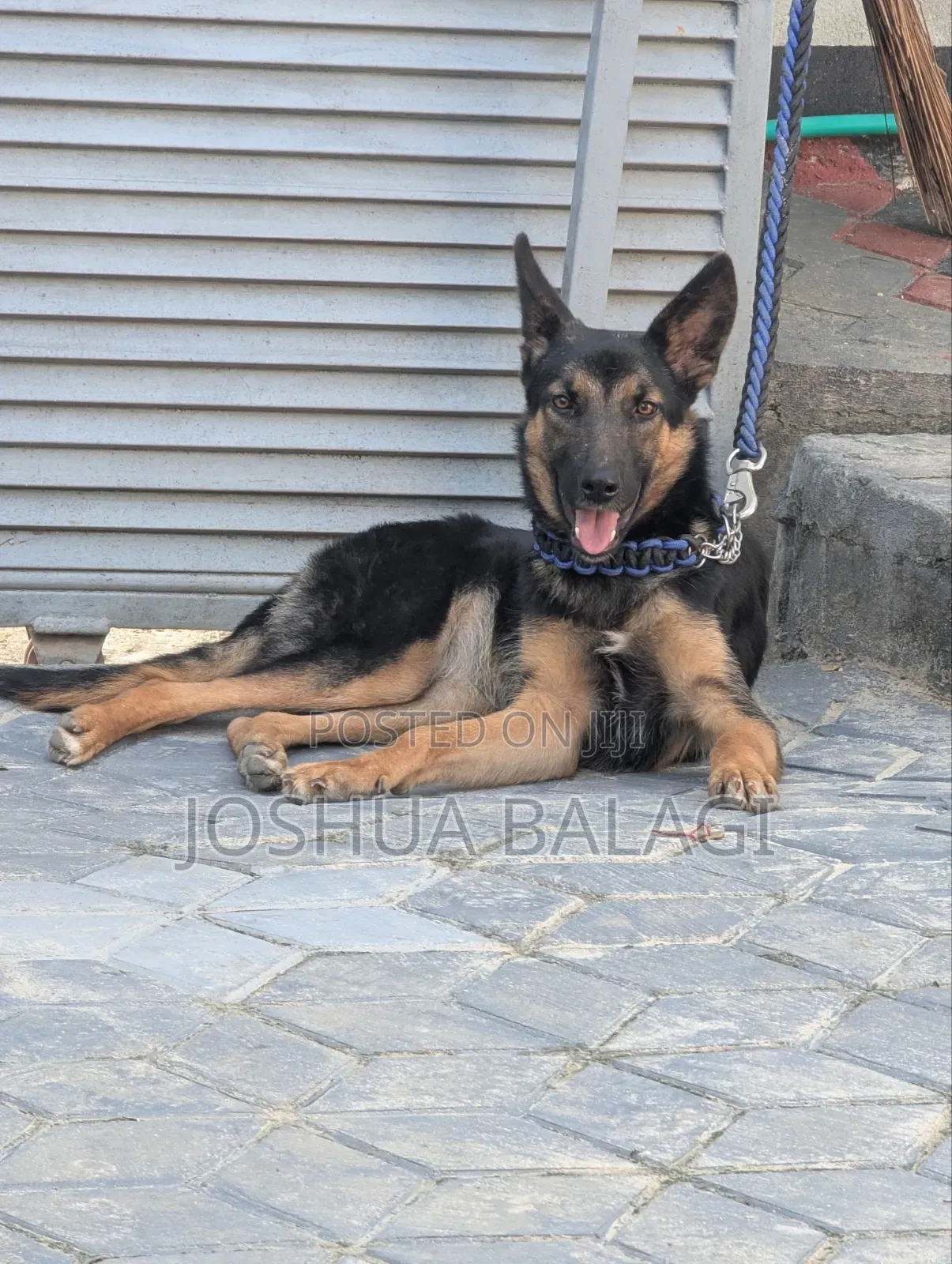 3-6 months Female Purebred German Shepherd