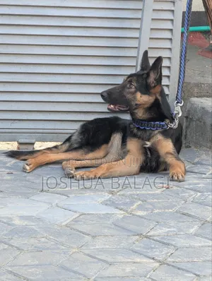 3-6 months Female Purebred German Shepherd