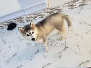 3-6 months Female Purebred Siberian Husky