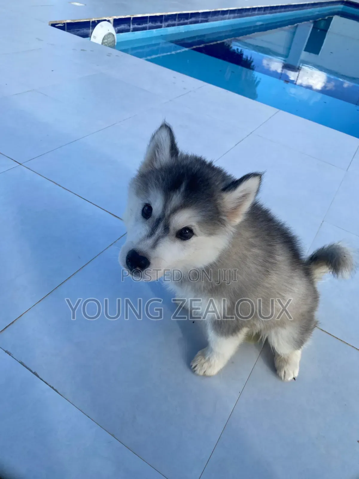 3-6 months Female Purebred Siberian Husky