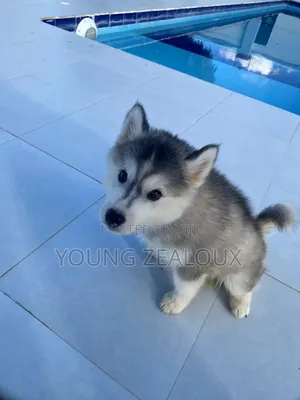 3-6 months Female Purebred Siberian Husky