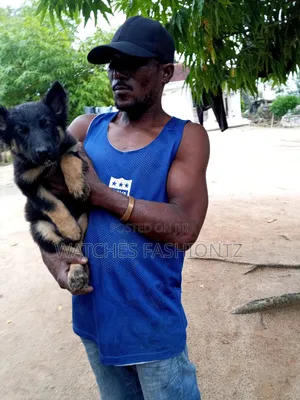 1-3 months Female Purebred German Shepherd