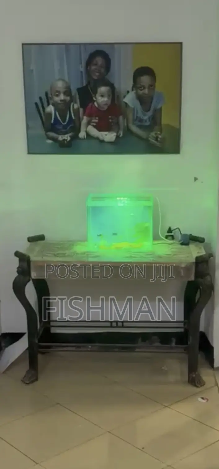 Fish Decoration