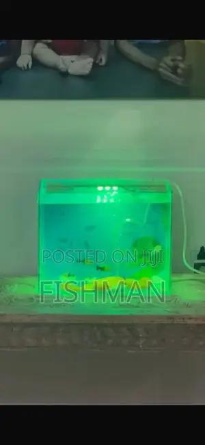 Fish Decoration
