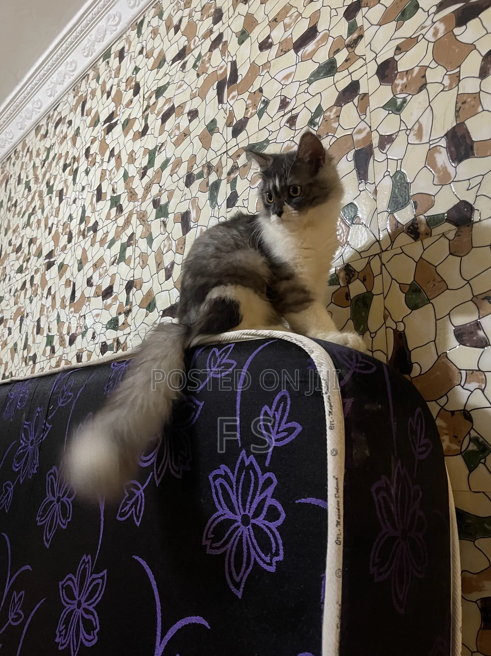 1+ year Male Purebred Persian