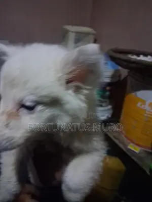 0-1 month Male Purebred Japanese Spitz